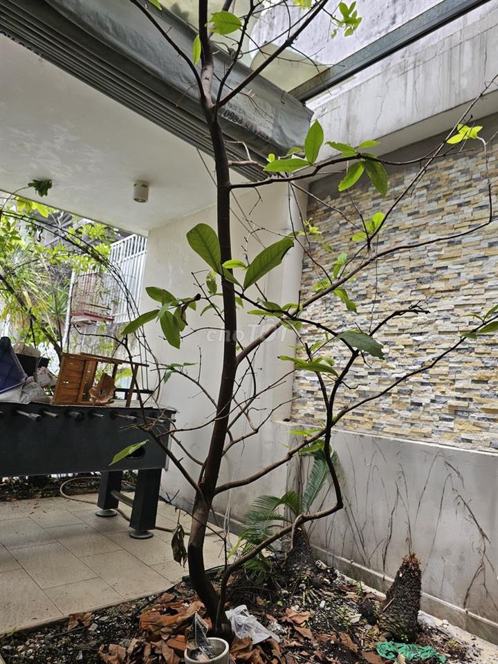 Chính chủ cần bán nhà nguyên căn khu Nam Hùng Vương, An Lạc Bình Tân