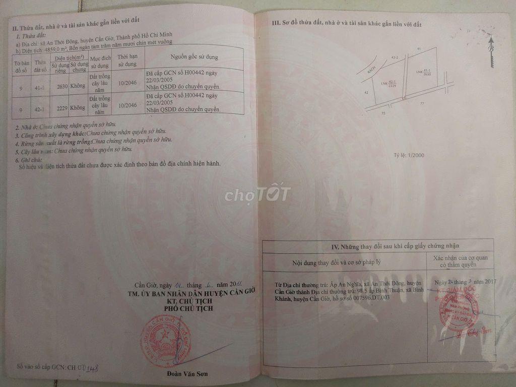 Bán đất cây lâu năm mặt tiền đường Rừng Sác, Cần Giờ