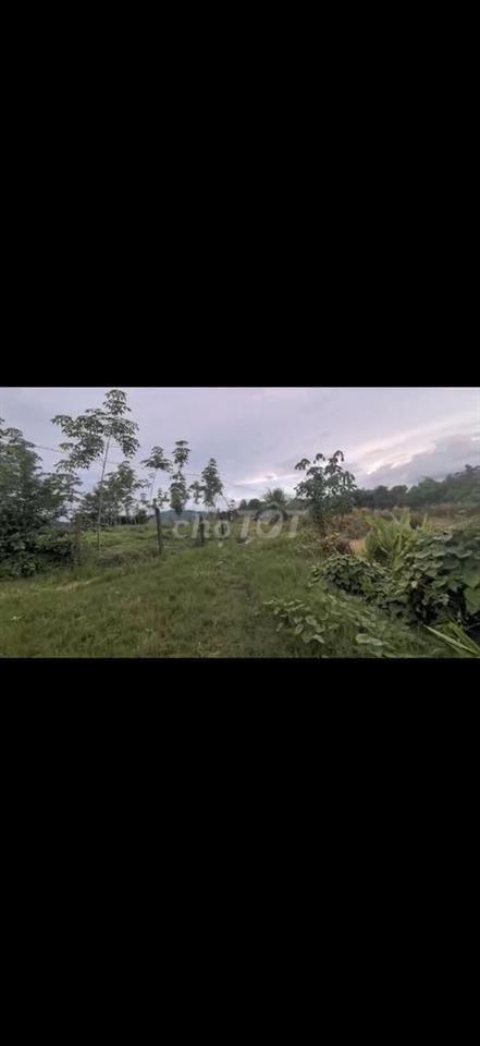 Bán Gấp đất view đẹp có suối,ngay hồ Đạ tẻh.Giá rẻ