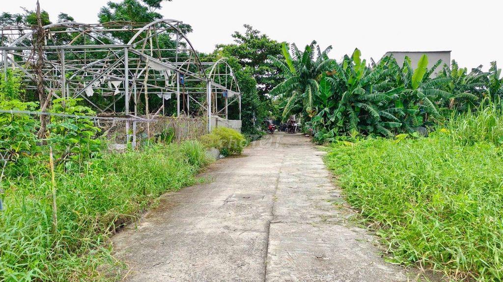 Đất nền SHR 2/Trung Đông 12-Thới Tam Thôn-Hóc Môn.Dt 5x20~101m2. 2,2ty