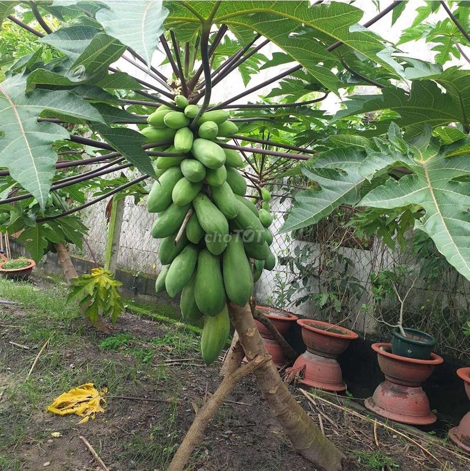 Cần bán nhà đất