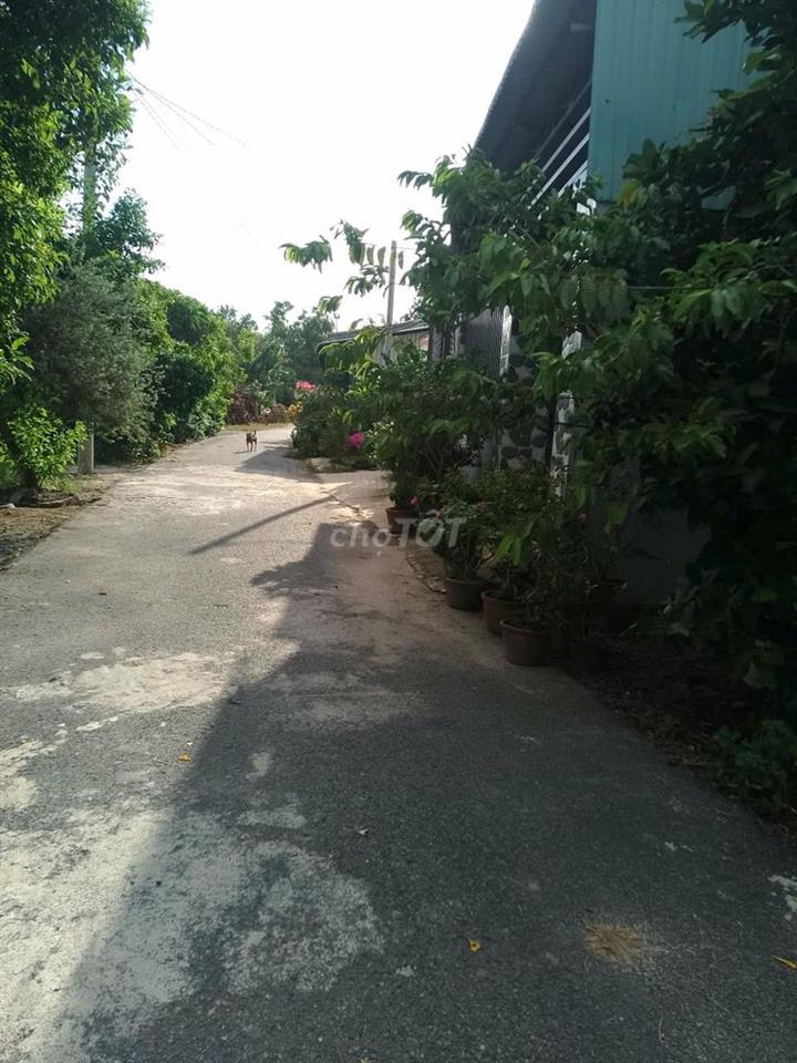 Bán gấp lô đất mt đường nhựa Tân Thạnh Tây củ chi