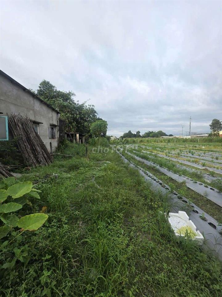 bán gấp lô đất 3266m đường bến than xã bình mỹ