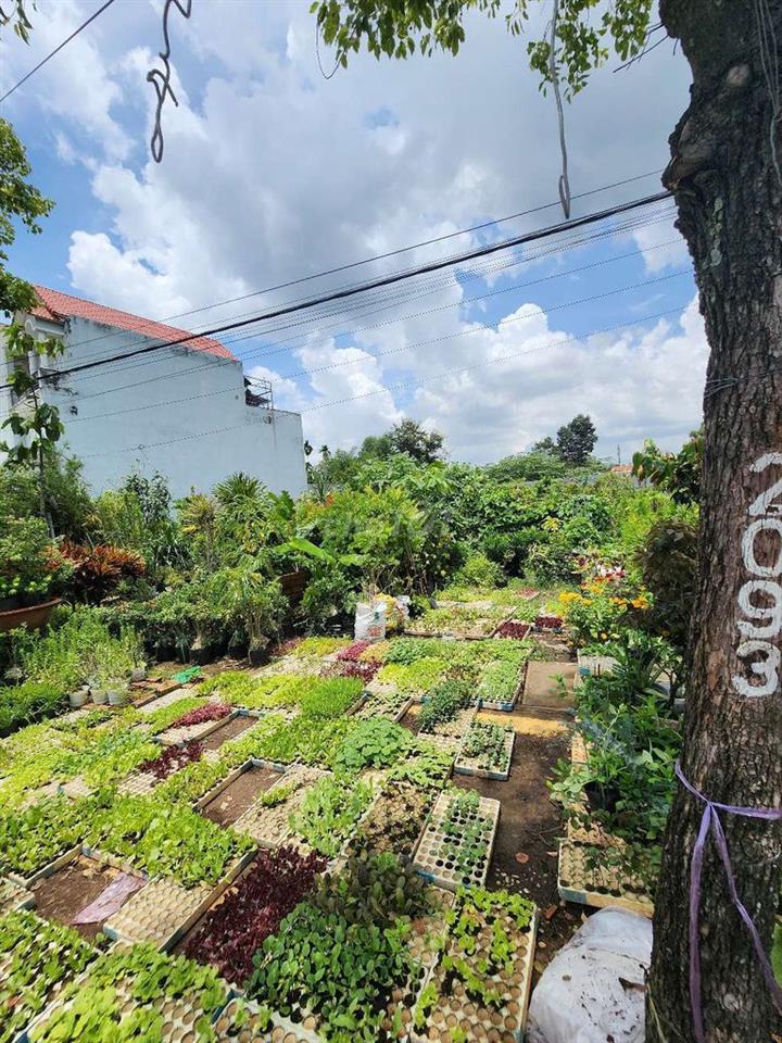 Đất mặt tiền Song Hành. 10x29,5. 282m2. 17,8 tỷ.