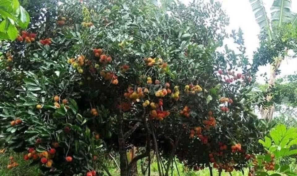 1tỷ45 Bán nhà vườn gần chợ Tân Phú Trung, ở Nguyễn Thị Lắng (8x40) SHR