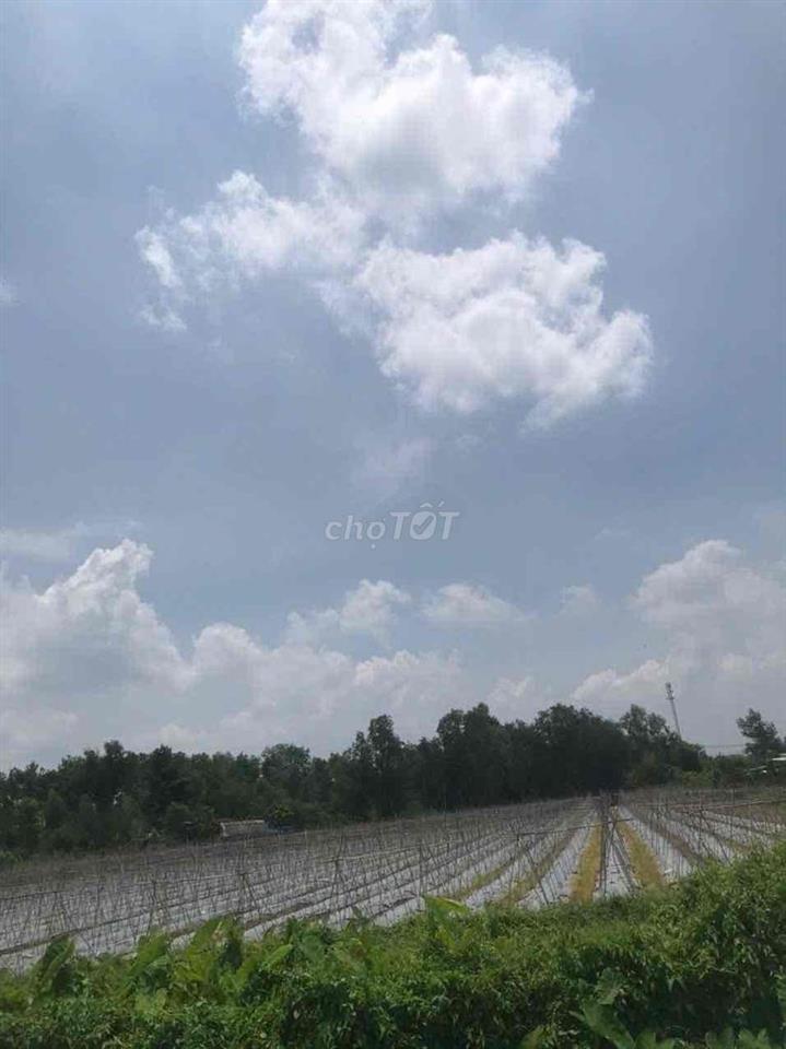 BÁN ĐẤT NGUYỄN THỊ RÀNH NHUẬN ĐỨC – CỦ CHI | 8.812m² | 300M2 THỔ CƯ