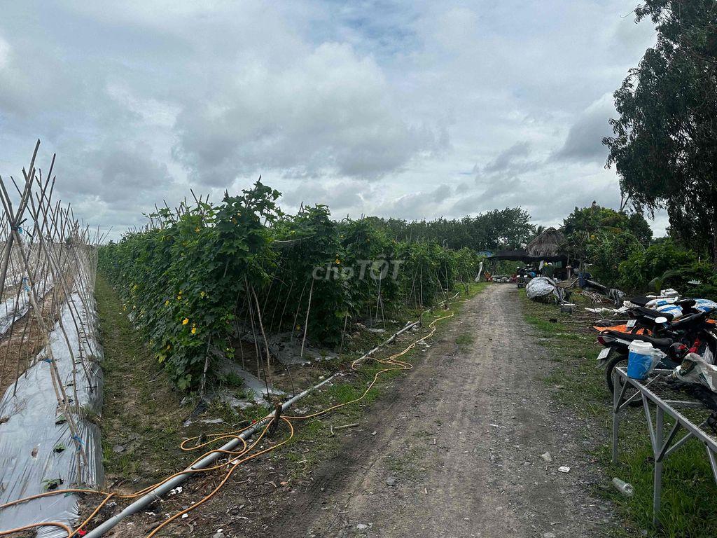 BÁN ĐẤT NGUYỄN THỊ RÀNH NHUẬN ĐỨC – CỦ CHI | 8.812m² | 300M2 THỔ CƯ
