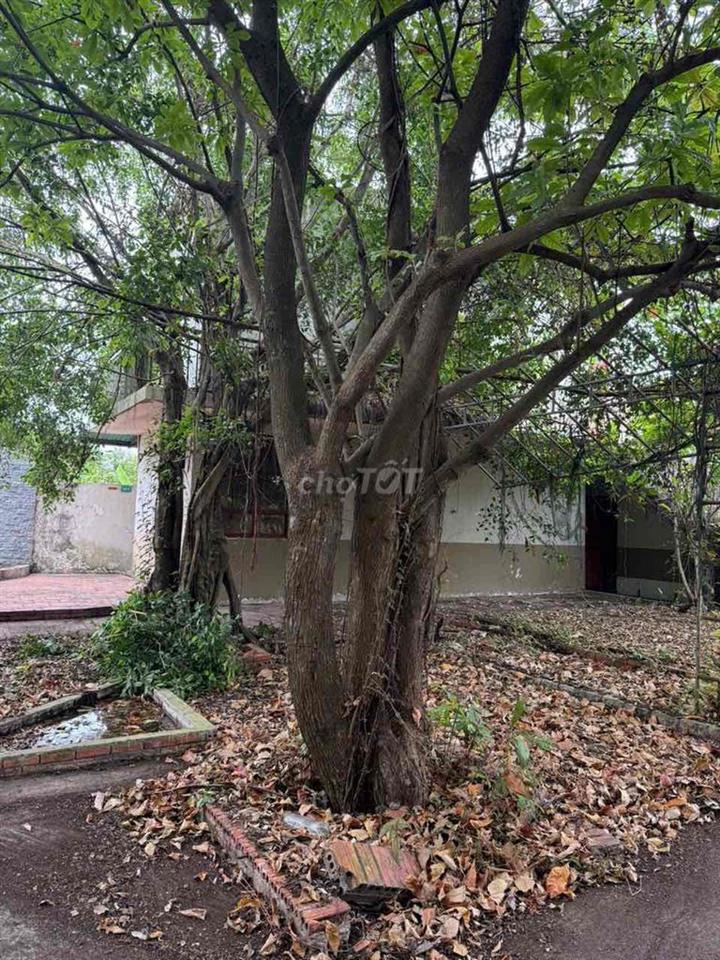 ✅Chính chủ cần bán Gấp 676m2 (dt: 33x20) có 300m2 thổ cư có 2 Mặt tiền