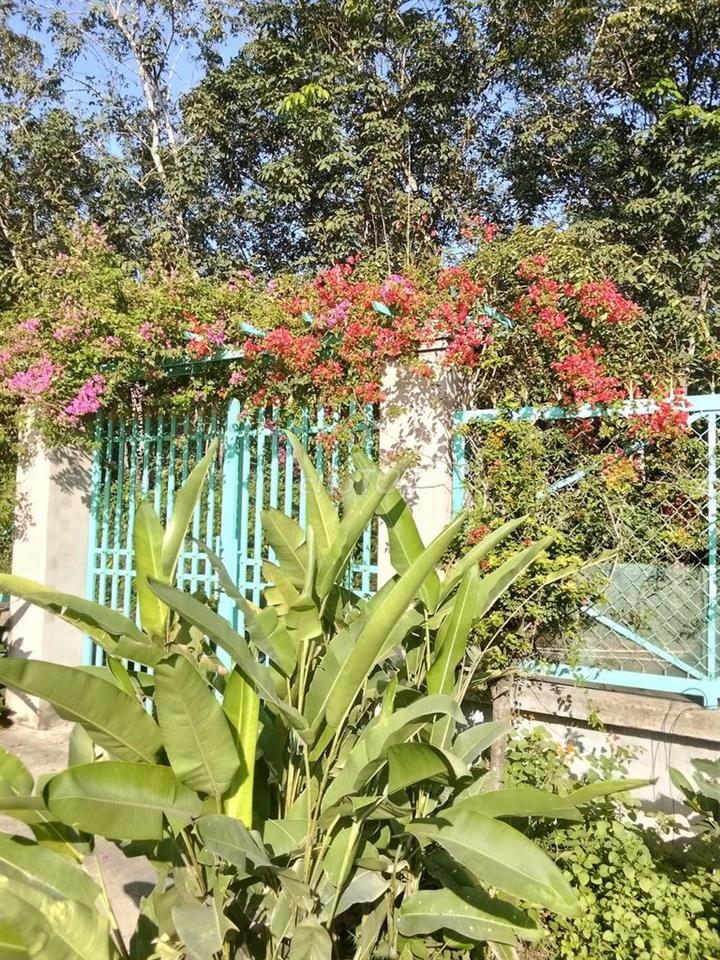 Đất vườn mặt tiền đường nhựa