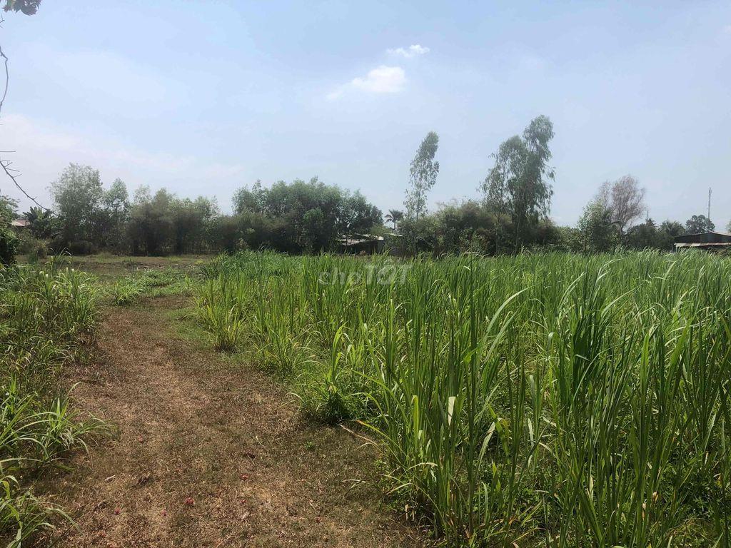 BÁN ĐẤT VƯỜN MẶT TIỀN ĐƯỜNG NHỰA  12m (Nguyễn Thị Quá)