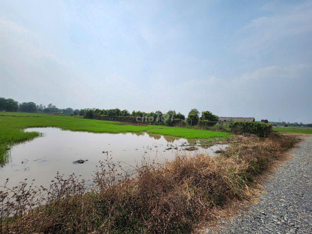 Tân Thạnh Tây, Củ Chi (Chính Chủ bán giá nhỉnh 3 tỳ)