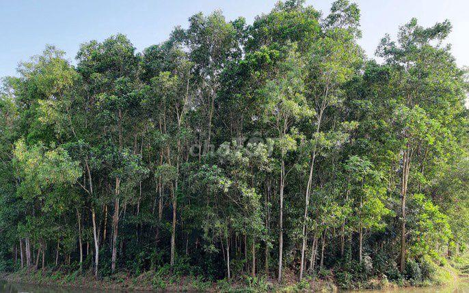 Đất trồng cây hàng năm hơn 4000m2