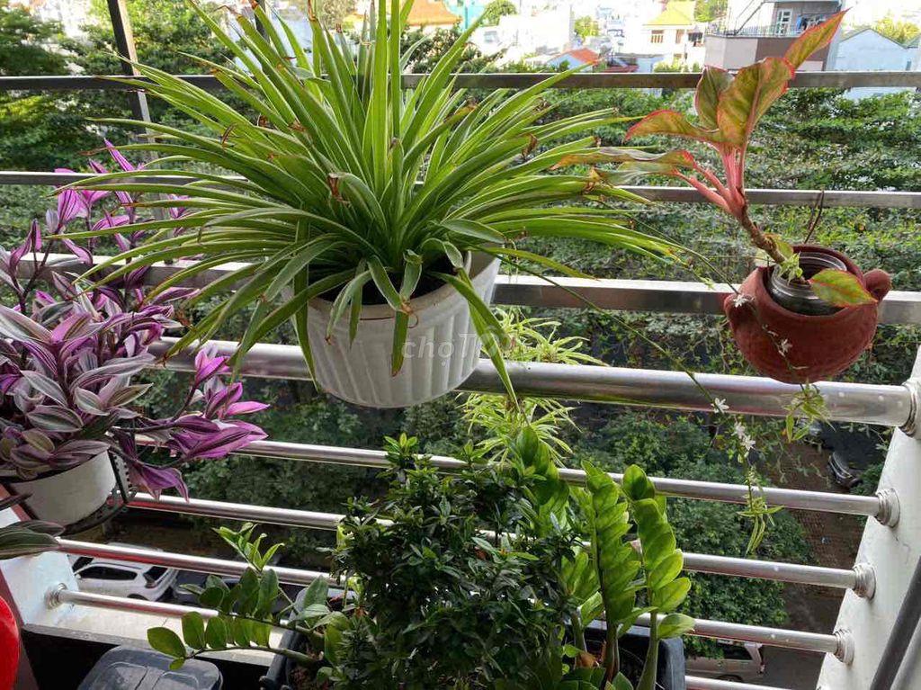 bán chung cư an lôc  2 và 3 PN giá tốt
