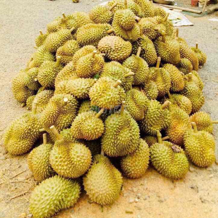 1,45HA – MẶT TIỀN BLAOSIRE CÀ PHÊ 4 TẤN, SẦU RIÊNG 5 TẤN THU NGAY