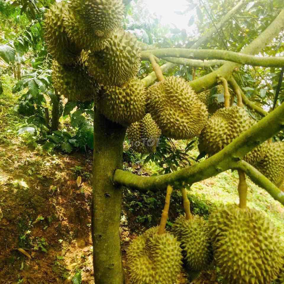 1,45HA – MẶT TIỀN BLAOSIRE CÀ PHÊ 4 TẤN, SẦU RIÊNG 5 TẤN THU NGAY