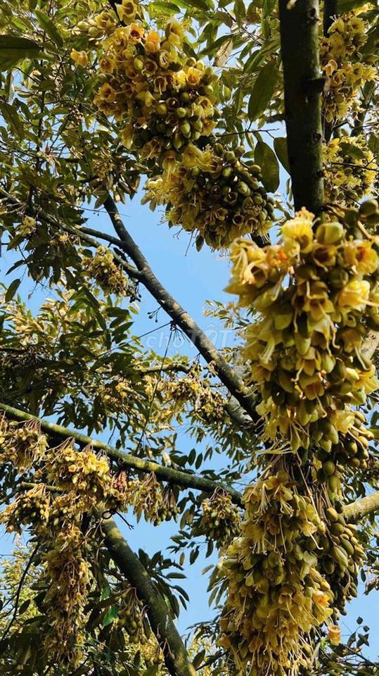 1,45HA – MẶT TIỀN BLAOSIRE CÀ PHÊ 4 TẤN, SẦU RIÊNG 5 TẤN THU NGAY
