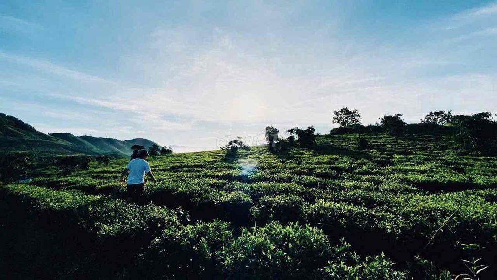 1,45HA – MẶT TIỀN BLAOSIRE CÀ PHÊ 4 TẤN, SẦU RIÊNG 5 TẤN THU NGAY