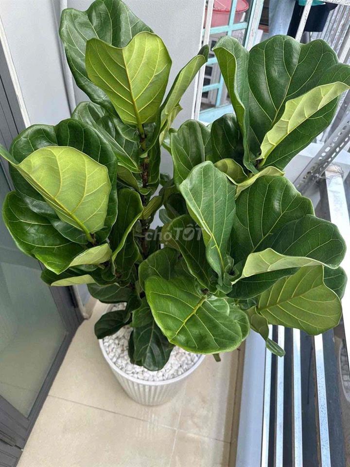 🏦 Nhà mới NC nup hẻm 171 Nguyễn Tư Giản P12