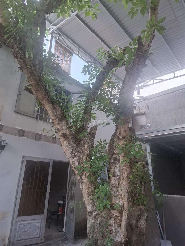 cho thue nha thanh xuan 14 quan 12