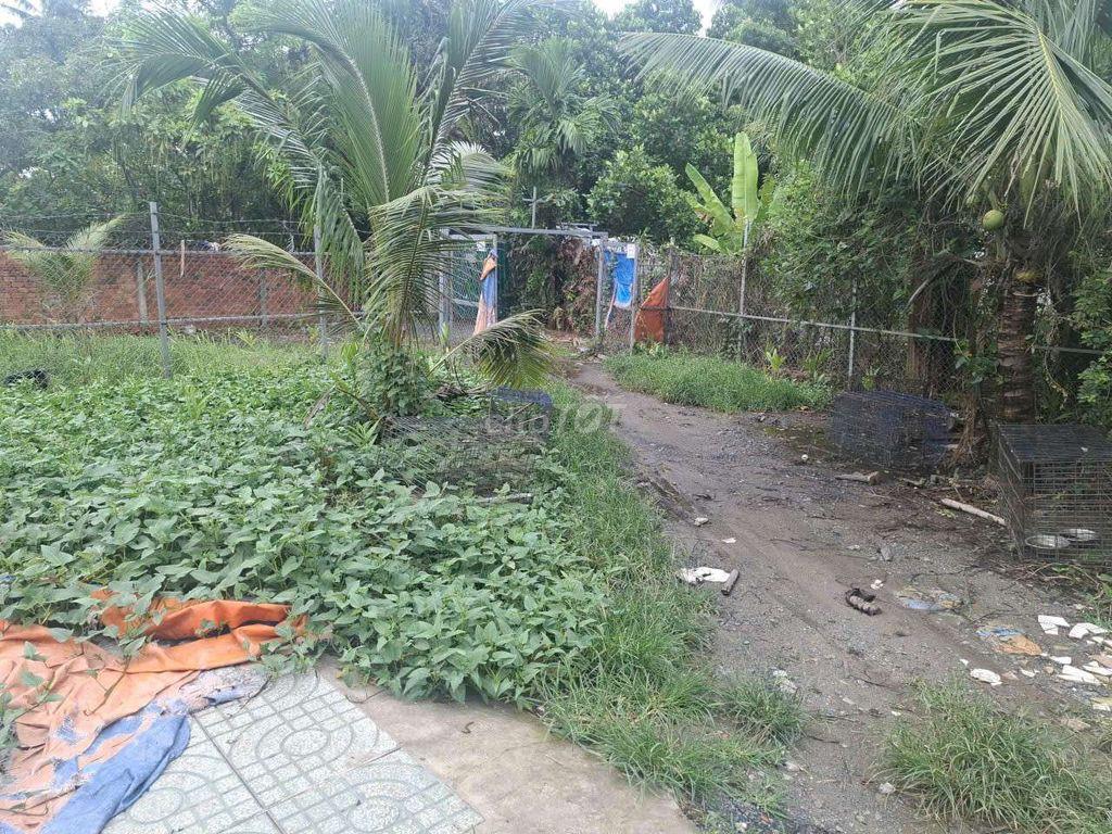 cho thue vuon dua 6000m thanh xuan 33