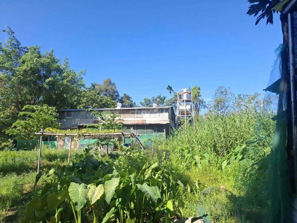 cho thue 1600m dat nhi binh 