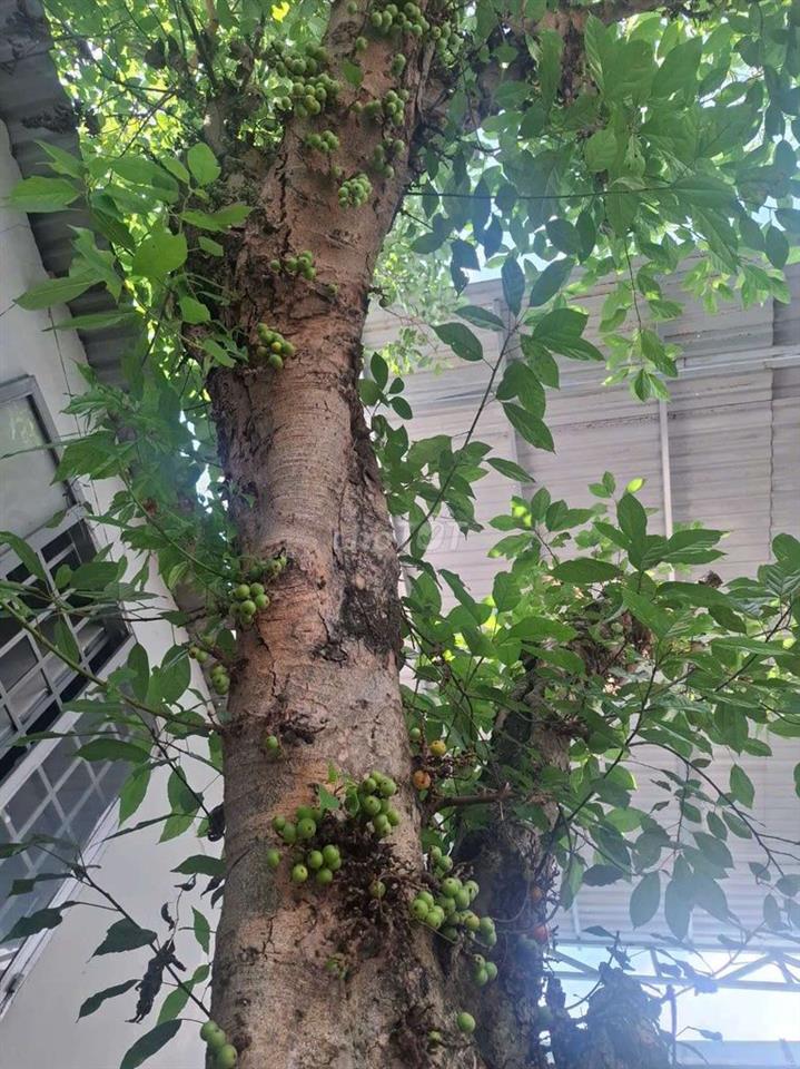cho thue nha thanh xuan 14