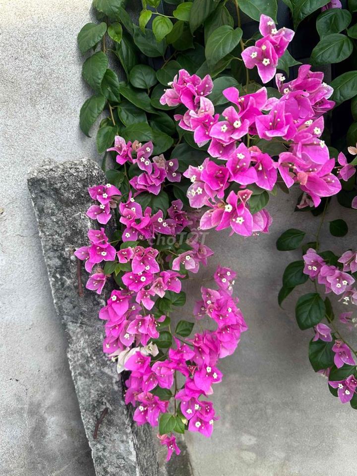 cần bán đất tặng nhà song hành-ql22