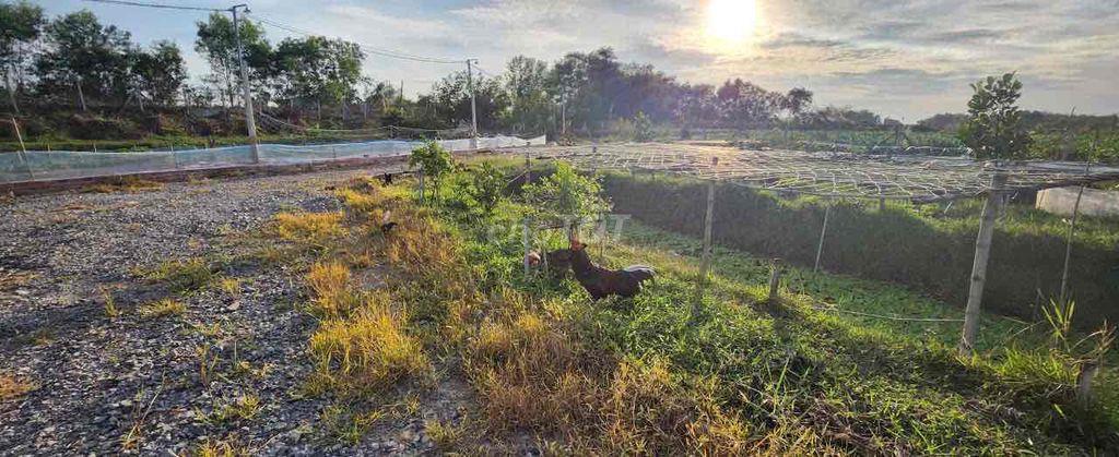 đất vườn