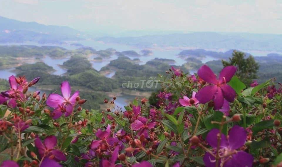 ĐẤT NGHỈ DƯỠNG HỒ TÀ ĐÙNG-GẦN 2.000M²-HẬU BÁM HỒ HƠN 20M-463M² ĐẤT Ở