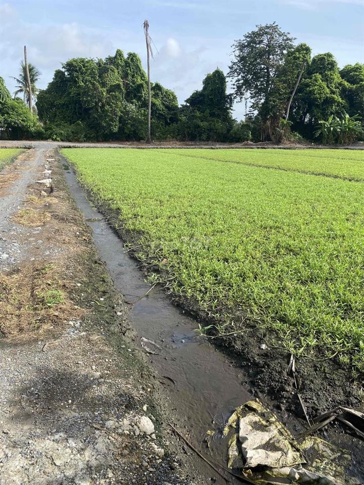 Cho Thuê Đất Ruộng Vườn trồng Rau, Hoa Màu