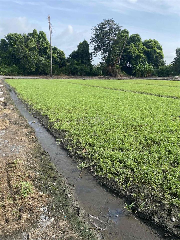 Cho Thuê Đất Ruộng Vườn trồng Rau, Hoa Màu