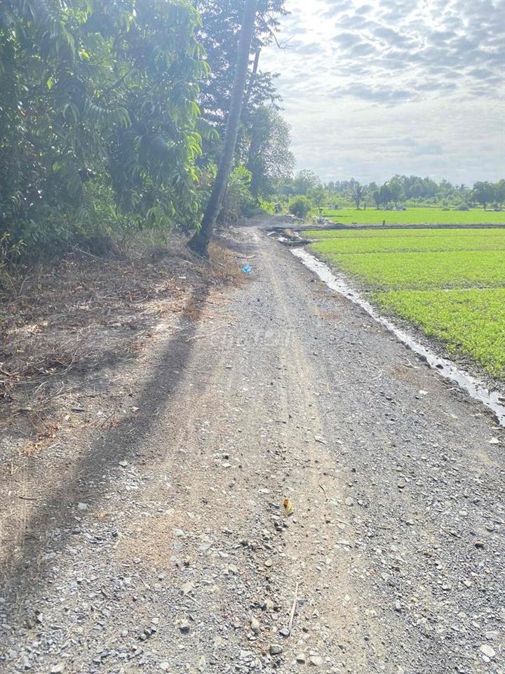 Cho Thuê Đất Ruộng Vườn trồng Rau, Hoa Màu