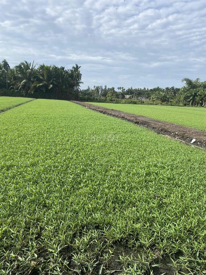 Cho Thuê Đất Ruộng Vườn trồng Rau, Hoa Màu