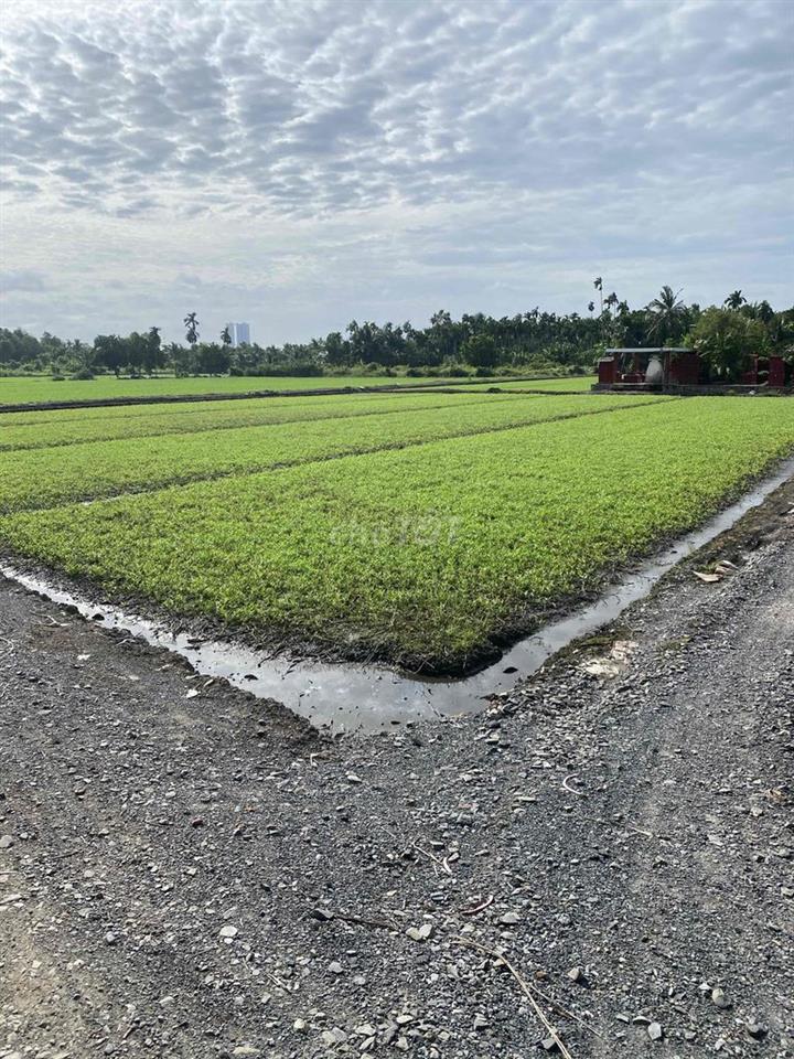 Cho Thuê Đất Ruộng Vườn trồng Rau, Hoa Màu