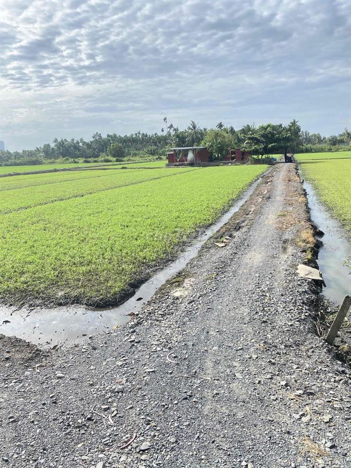 Cho Thuê Đất Ruộng Vườn trồng Rau, Hoa Màu
