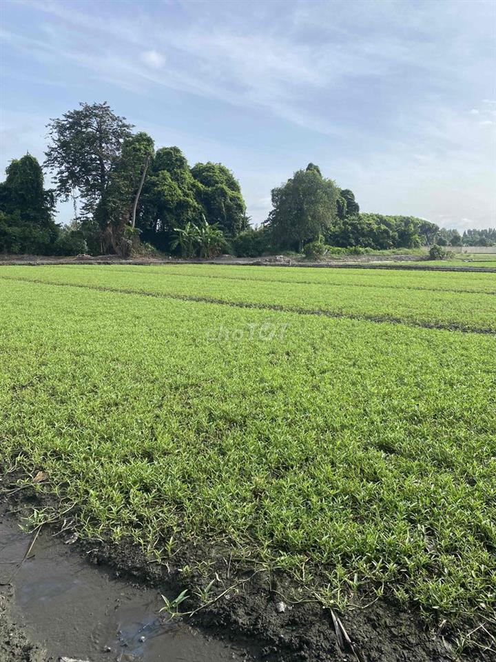 Cho Thuê Đất Ruộng Vườn trồng Rau, Hoa Màu
