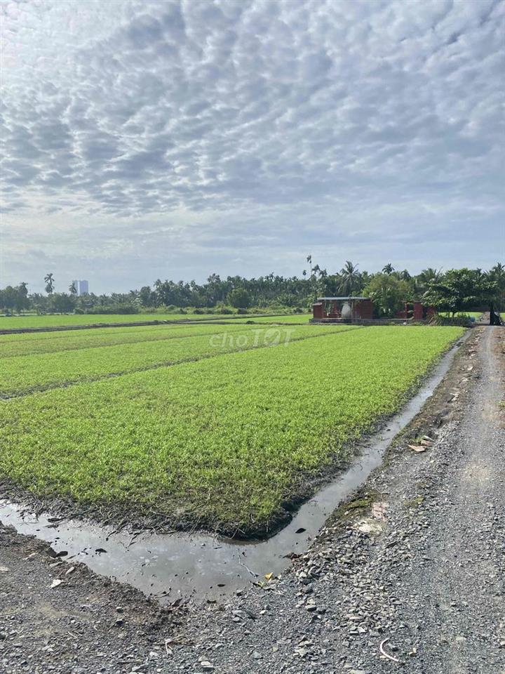 Cho Thuê Đất Ruộng Vườn trồng Rau, Hoa Màu