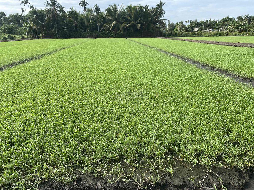 Cho Thuê Đất Ruộng Vườn trồng Rau, Hoa Màu