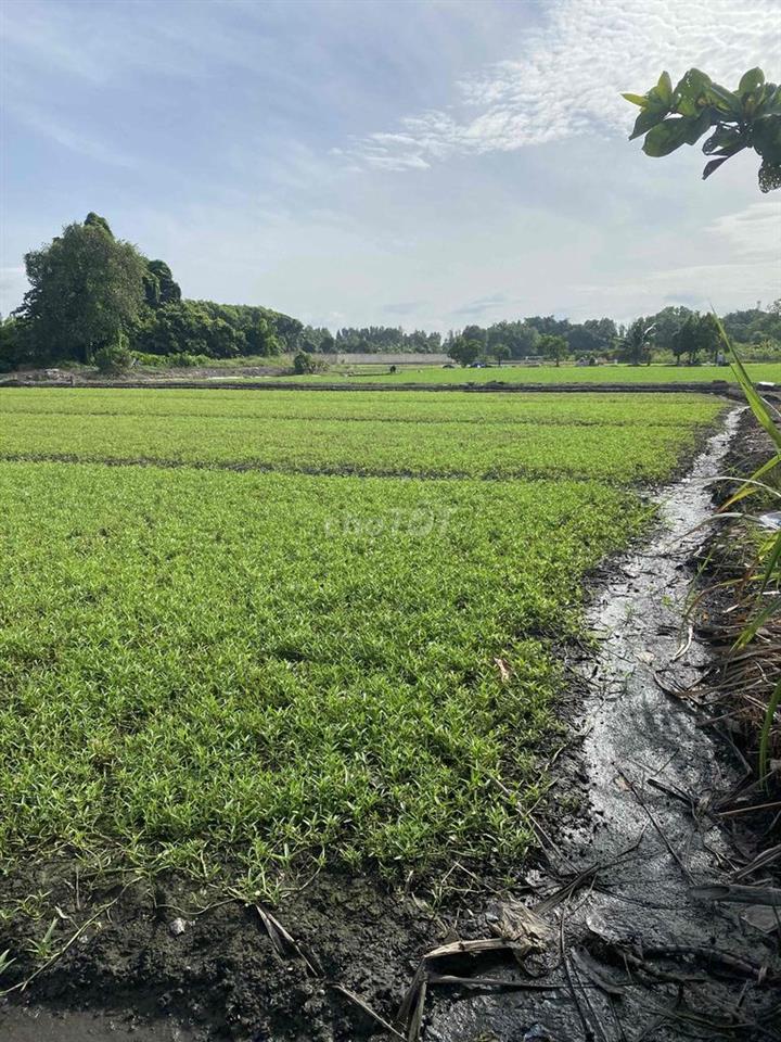 Cho Thuê Đất Ruộng Vườn trồng Rau, Hoa Màu