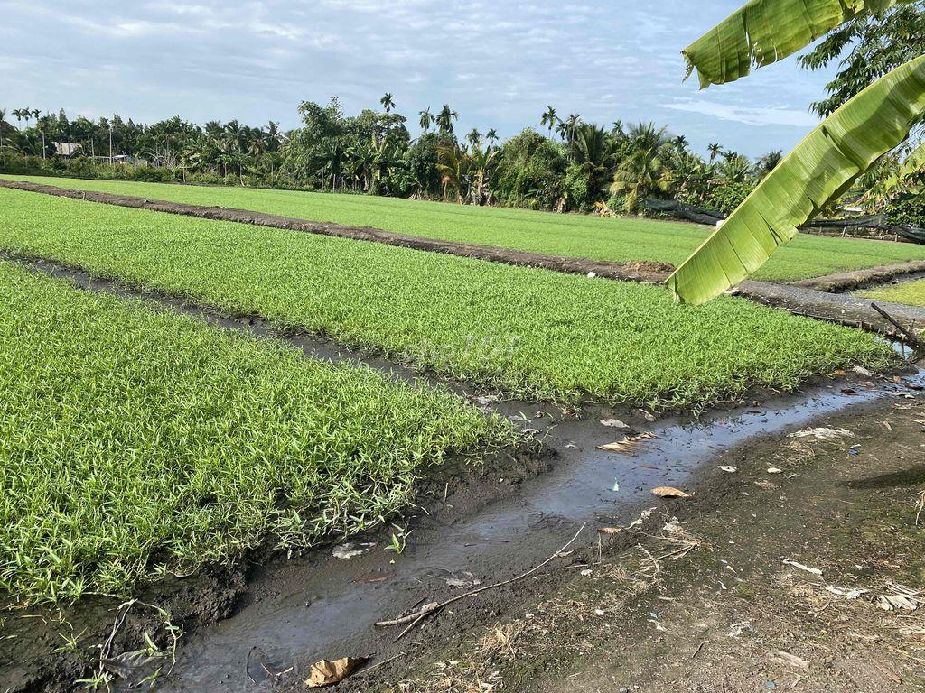 Cho Thuê Đất Ruộng Vườn trồng Rau, Hoa Màu