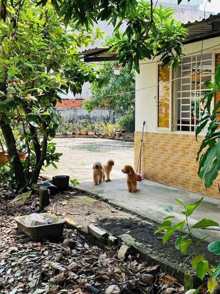 nhà đất chính chủ 768,7m2