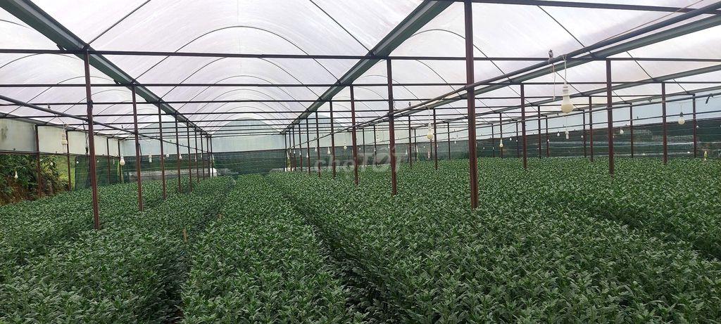 🔥 BÁN GẤP 3.000M² ĐẤT NÔNG NGHIỆP – 2 MẶT ĐƯỜNG – Ô TÔ VÀO TẬN NƠI 🔥