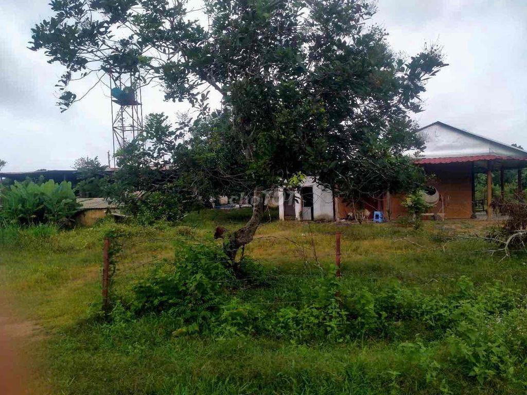 Bán đất trồng cây Định Quán Đồng Nai