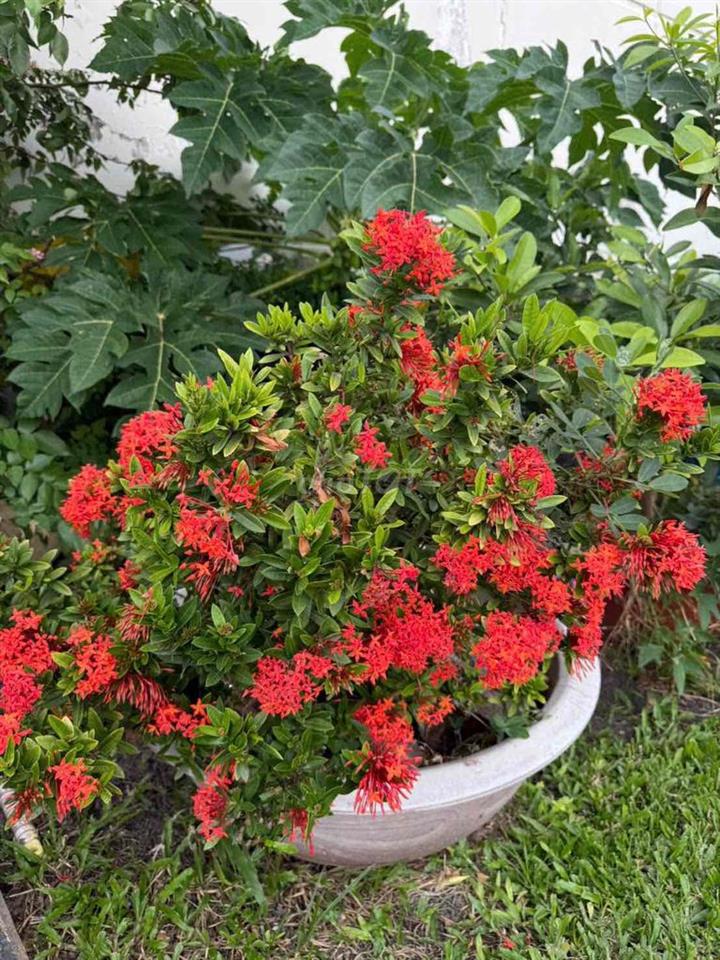 🔥 CHO THUÊ CĂN HỘ BELLEZA QUẬN 7 – GIÁ CHỈ 8.5 TRIỆU/THÁNG