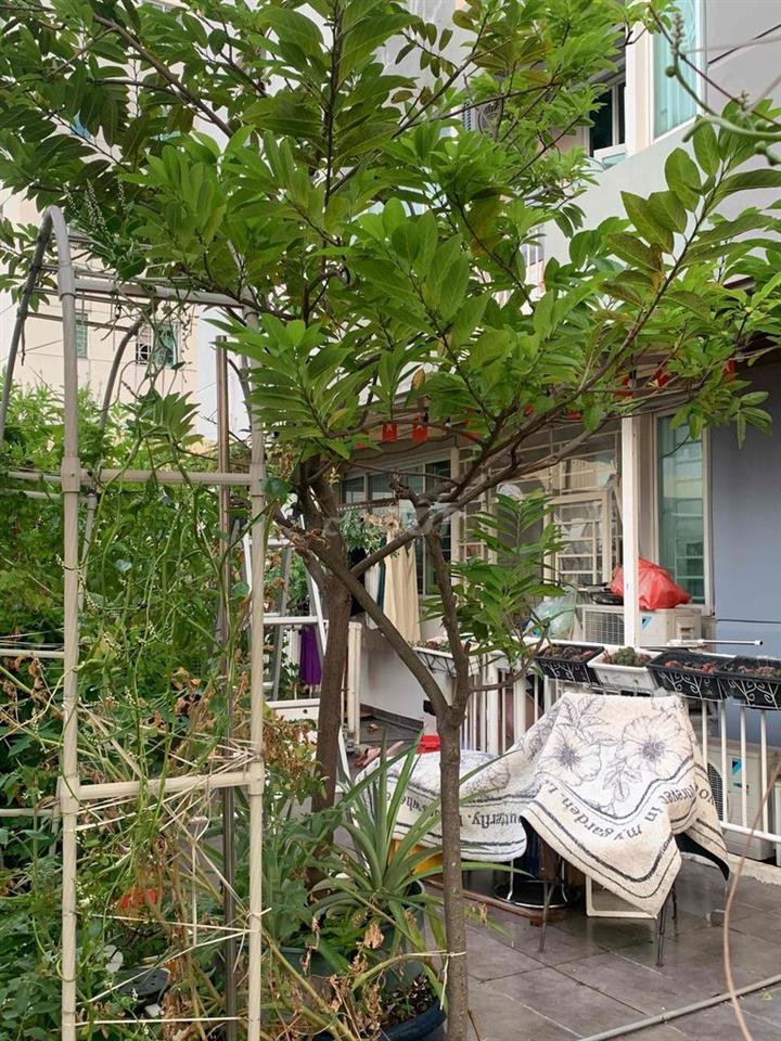 C.Ho s.vườn 124+150m2 -3PN2WC Belleza Q7