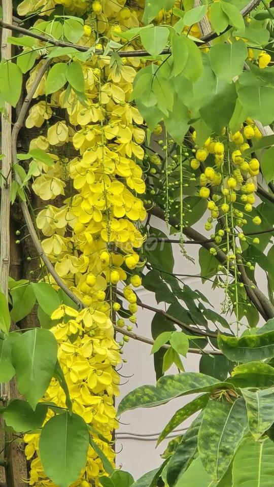 NHÀ MẶT TIỀN HẺM TRẦN XUÂN SOẠN