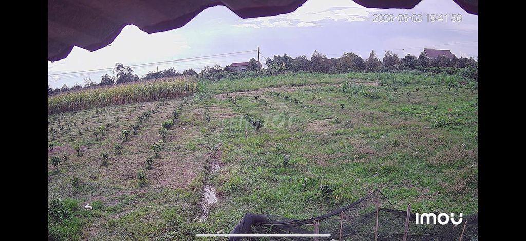 Cần bán đất vườn trang trại nhà yến.
