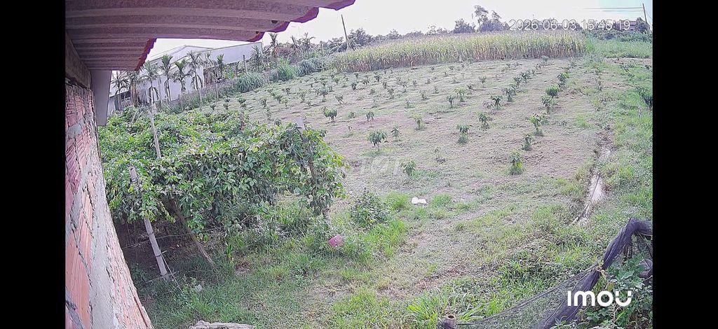 Cần bán đất vườn trang trại nhà yến.