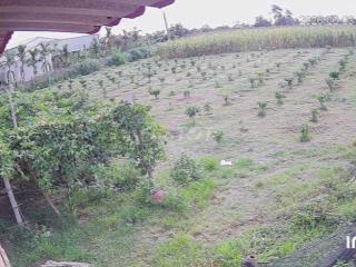 Cần bán đất vườn trang trại nhà yến.