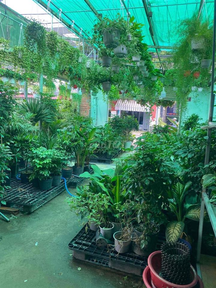 Sang nhượng mặt bằng buôn bán cây